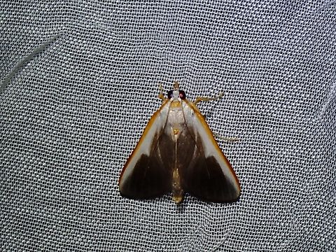 Pearl Moth - Pylartes subcostalis  MothWeek2023,Palawan,Pearl Moth,Philippines,Pylartes subcostalis