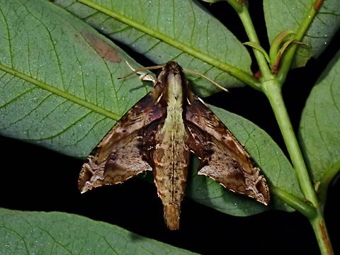 Hawkmoth - Eupanacra variegata  Eupanacra variegata,Hawkmoth,Moth,MothWeek2023,Palawan,Philippines