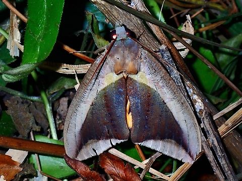 Fruit-Piercing Moth - Eudocima dividens  Eudocima dividens,Fruit-Piercing Moth,Moth,MothWeek2023,Palawan,Philippines