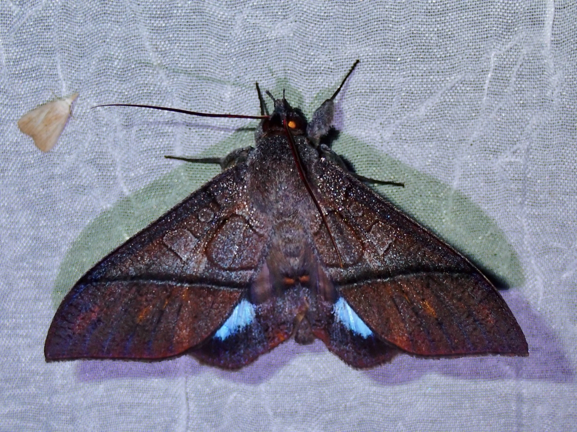 Moth - Ischyja hagenii  Ischyja hagenii,Moth,MothWeek2023,Palawan,Philippines