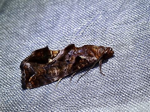 Snake Vine Moth - Plusiodonta coelonota  Moth,MothWeek2023,Palawan,Philippines,Plusiodonta coelonota,Snake Vine Moth