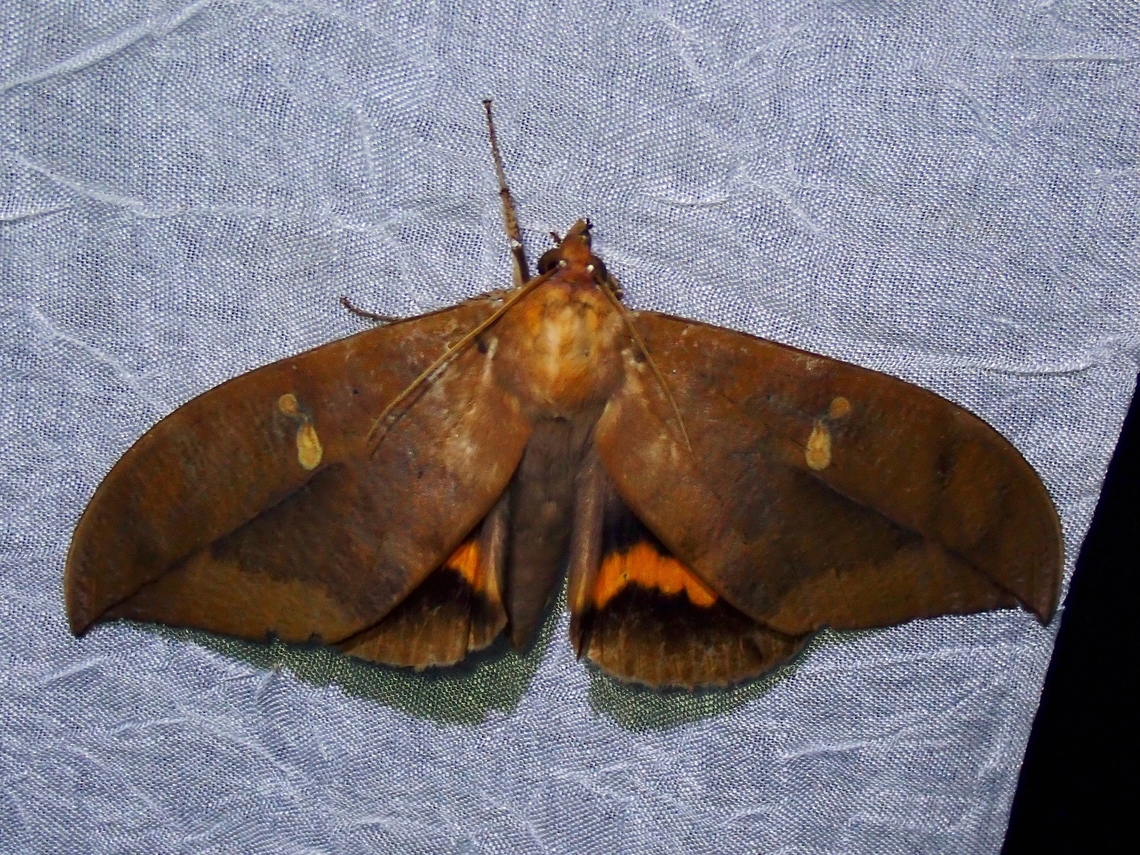 Fruit-Piercing Moth - Phyllodes eyndhovii  Fruit-Piercing Moth,Moth,MothWeek2023,Palawan,Philippines,Phyllodes eyndhovii