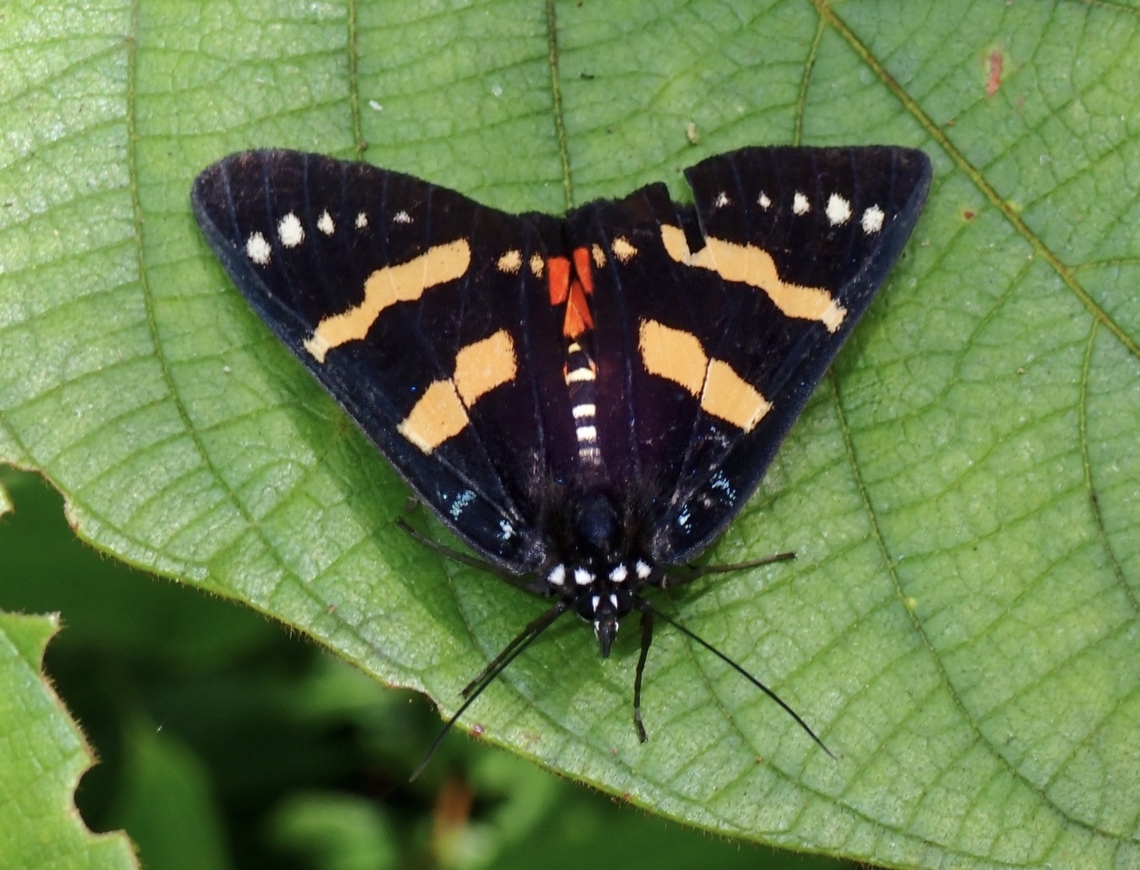Forester Moth - Episteme vetula  Episteme vetula,Forester Moth,Moth,MothWeek2023,Palawan,Philippines