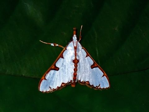 Pearl Moth - Cirrhochrista brizoalis  Cirrhochrista brizoalis,Moth,MothWeek2023,Palawan,Pearl Moth,Philippines