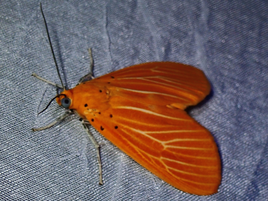 Snouted Tiger Moth - Asota egens  Asota egens,Moth,MothWeek2023,Palawan,Philippines,Snouted Tiger Moth,Tiger Moth