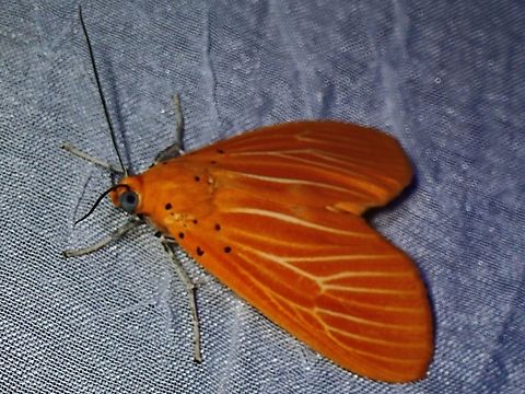 Snouted Tiger Moth - Asota egens  Asota egens,Moth,MothWeek2023,Palawan,Philippines,Snouted Tiger Moth,Tiger Moth