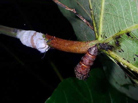 Luna Lymantria - Lymantria lunata Tussock Moth La Union,Luna Lymantria,Lymantria lunata,Moth,MothWeek2023,Philippines,Tussock Moth