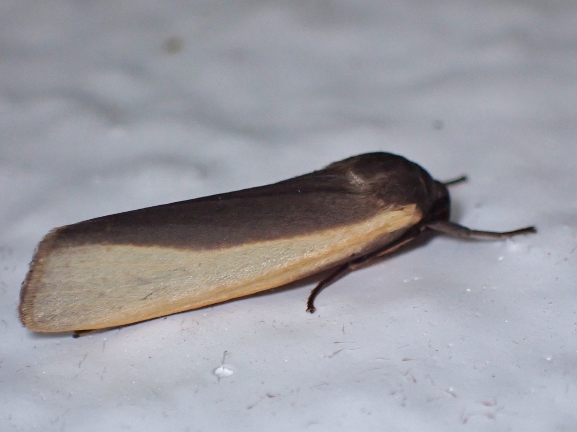 Lichen Moth - Hesudra bisecta  Hesudra bisecta,Lichen Moth,Malaysia,Moth,MothWeek2023,Pahang