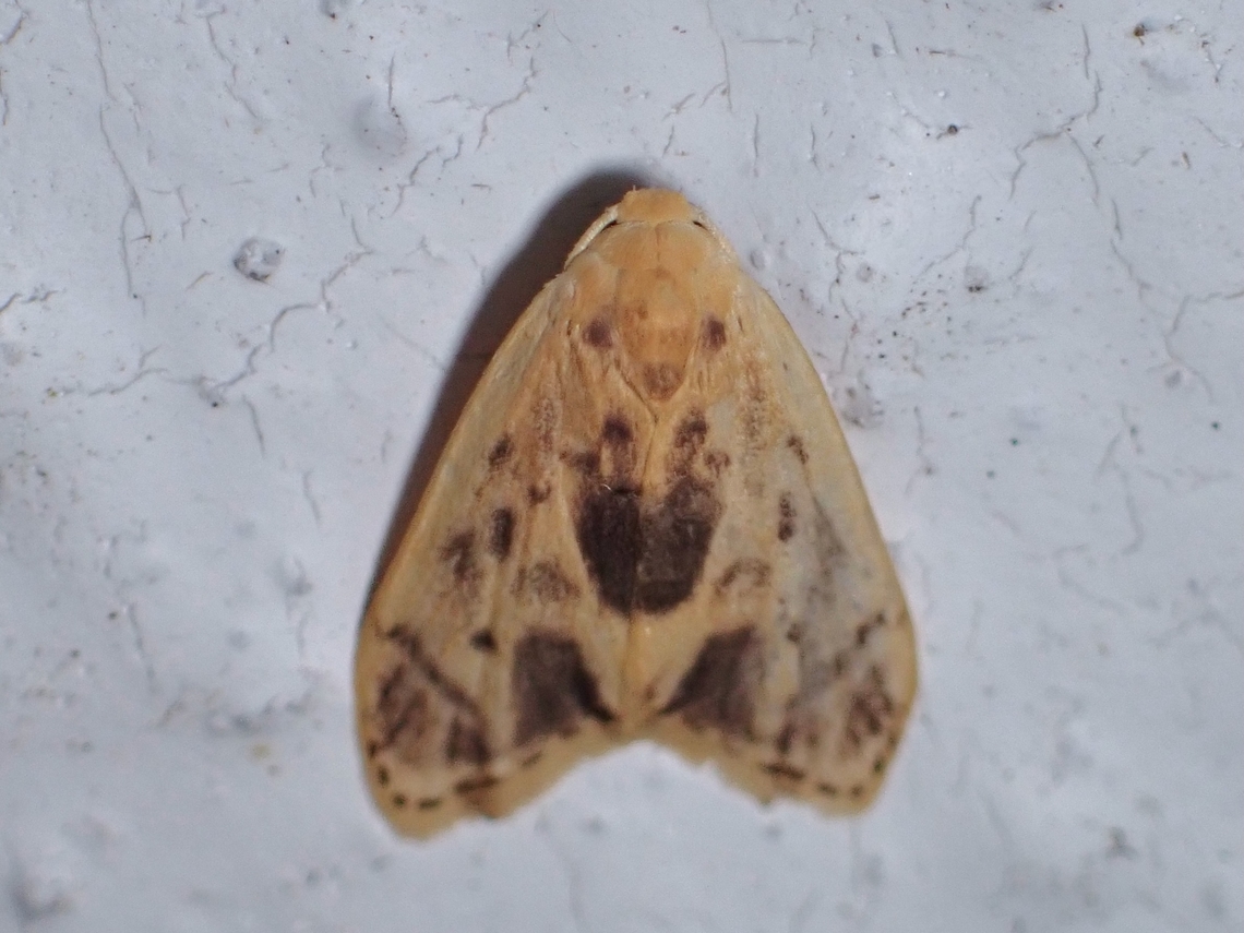 Lichen Moth - Oxacme umbrodorsum  Lichen Moth,Malaysia,Moth,MothWeek2023,Oxacme umbrodorsum,Pahang