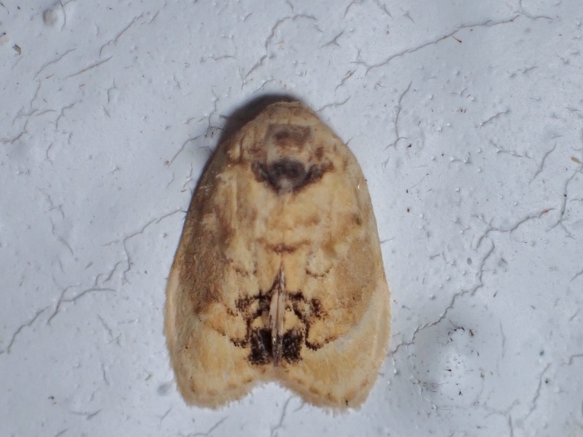 Lichen Moth - Tospitis abstractus  Lichen Moth,Malaysia,Moth,MothWeek2023,Pahang,Tospitis abstractus