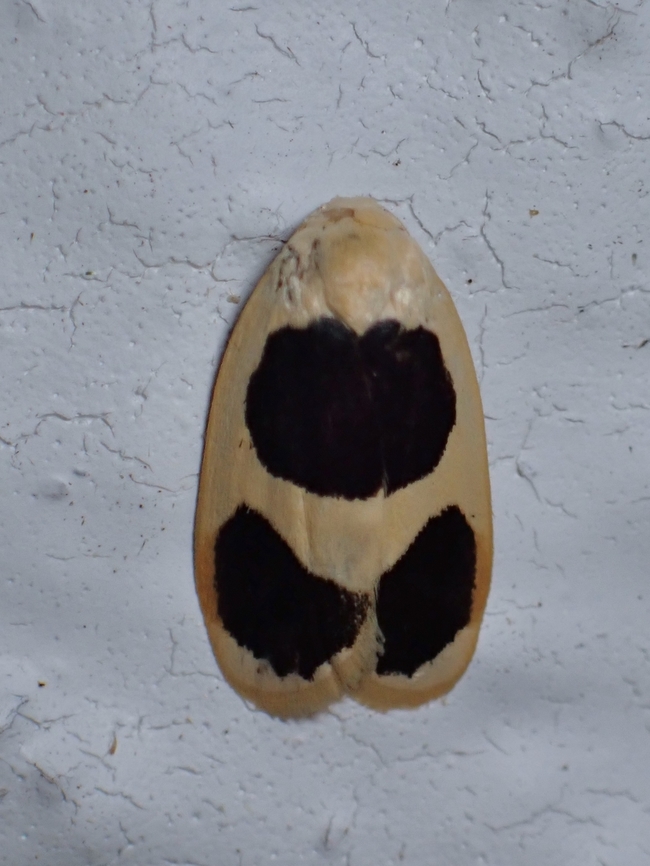 Lichen Moth. Garudinia biplagiata  Garudinia biplagiata,Lichen Moth,Malaysia,Moth,MothWeek2023,Pahang