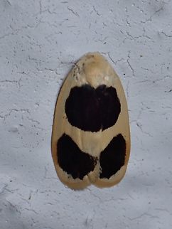 Garudinia biplagiata