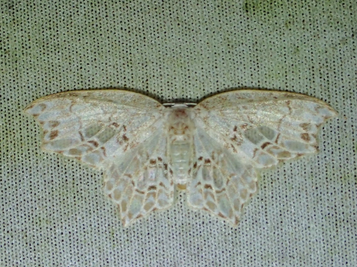Hooktip Moth - Hyalospectra altipustularia  Hooktip Moth,Hyalospectra altipustularia,Malaysia,Moth,MothWeek2023,Sabah