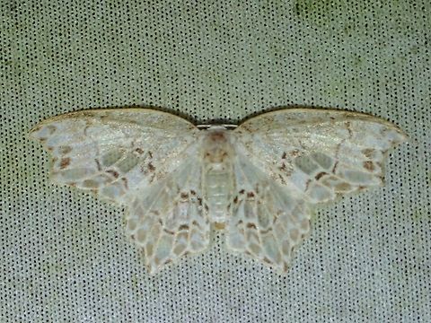 Hooktip Moth - Hyalospectra altipustularia  Hooktip Moth,Hyalospectra altipustularia,Malaysia,Moth,MothWeek2023,Sabah