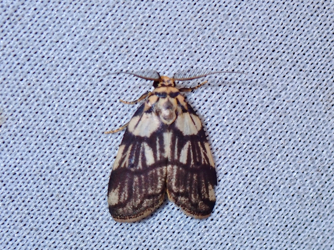 Lichen Moth - Eugoa tessellata Another rare find in this Lichen Moth. Eugoa tessellata,Lichen Moth,Malaysia,Moth,MothWeek2023,Sabah