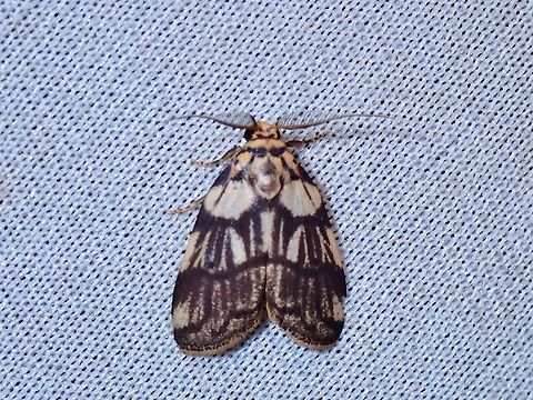 Lichen Moth - Eugoa tessellata Another rare find in this Lichen Moth. Eugoa tessellata,Lichen Moth,Malaysia,Moth,MothWeek2023,Sabah