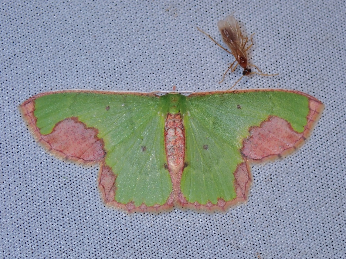 Emerald Moth - Spaniocentra apatelloides  Emerald Moth,Malaysia,Moth,MothWeek2023,Sabah,Spaniocentra apatelloides