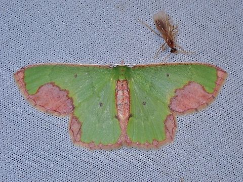 Emerald Moth - Spaniocentra apatelloides  Emerald Moth,Malaysia,Moth,MothWeek2023,Sabah,Spaniocentra apatelloides