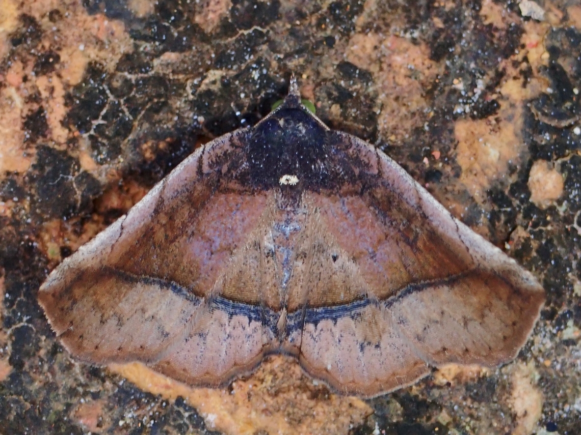 Moth - Pangrapta metagona  Malaysia,Moth,MothWeek2023,Pangrapta metagona,Sabah