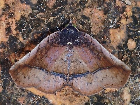 Moth - Pangrapta metagona  Malaysia,Moth,MothWeek2023,Pangrapta metagona,Sabah