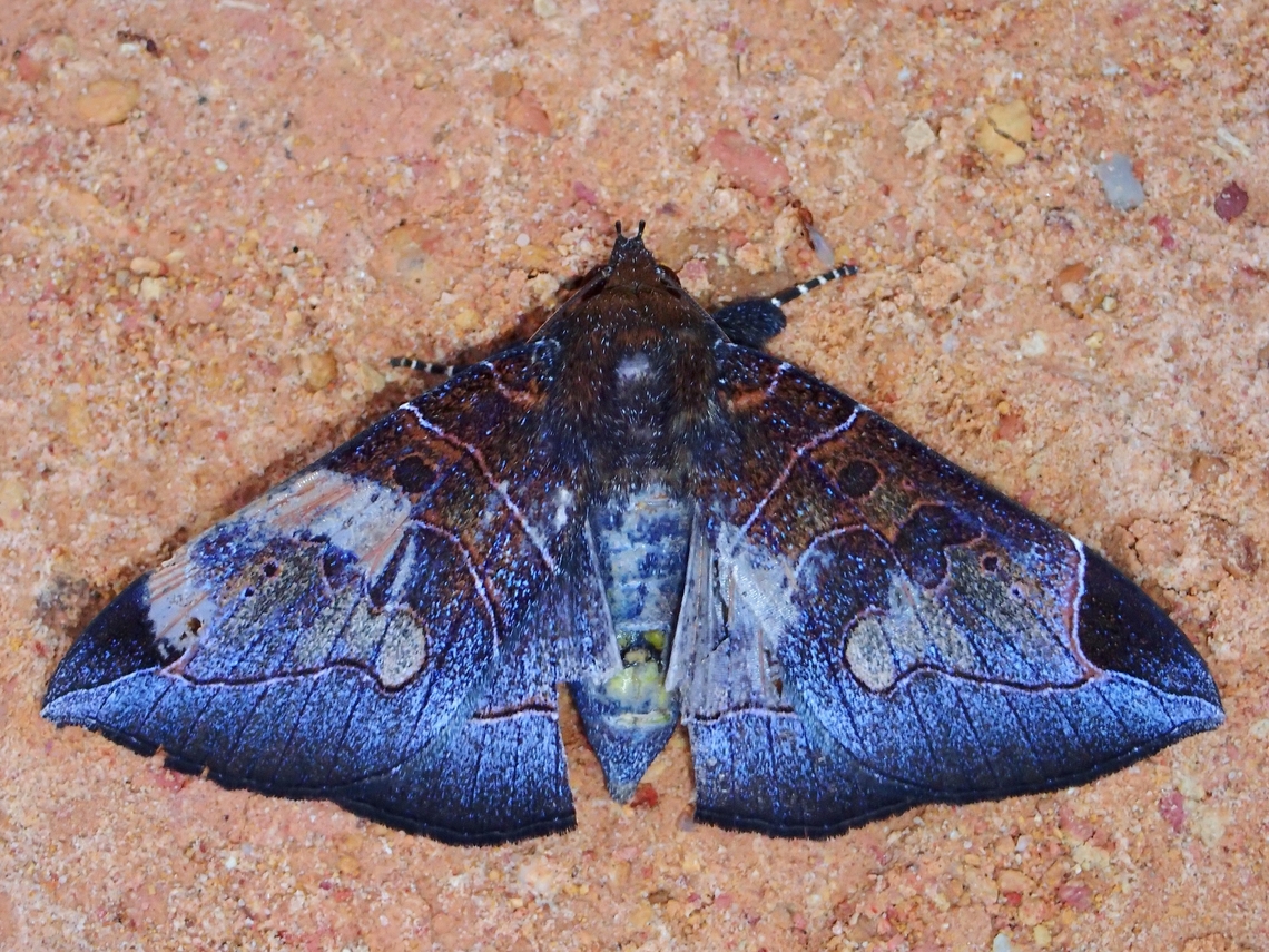 Moth - Platyja ciacula  Malaysia,Moth,MothWeek2023,Platyja ciacula,Sabah