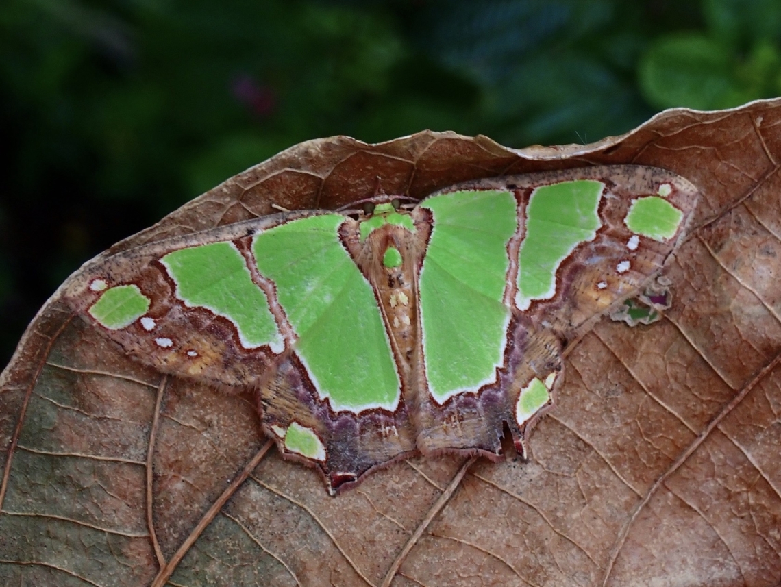 Emerald Moth - Agathia rubrilineata  Agathia rubrilineata,Emerald Moth,Malaysia,Moth,MothWeek2023,Sabah