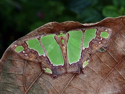 Emerald Moth - Agathia rubrilineata  Agathia rubrilineata,Emerald Moth,Malaysia,Moth,MothWeek2023,Sabah