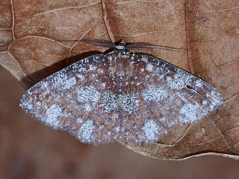 Moth - Astygisa stueningi  Astygisa stueningi,Malaysia,Moth,MothWeek2023,Sabah