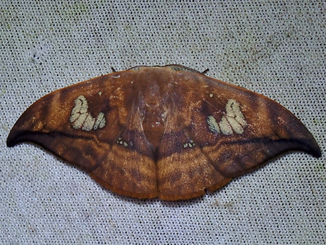 Hooktip Moth - Agnidra fuscilinea  Agnidra fuscilinea,Hooktip Moth,Malaysia,Moth,MothWeek2023,Sabah