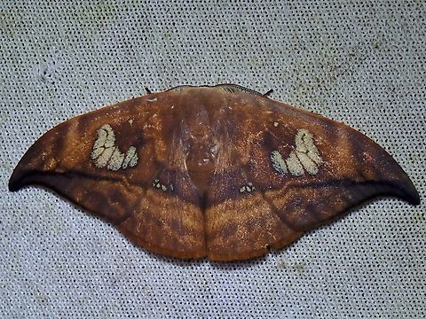 Hooktip Moth - Agnidra fuscilinea  Agnidra fuscilinea,Hooktip Moth,Malaysia,Moth,MothWeek2023,Sabah
