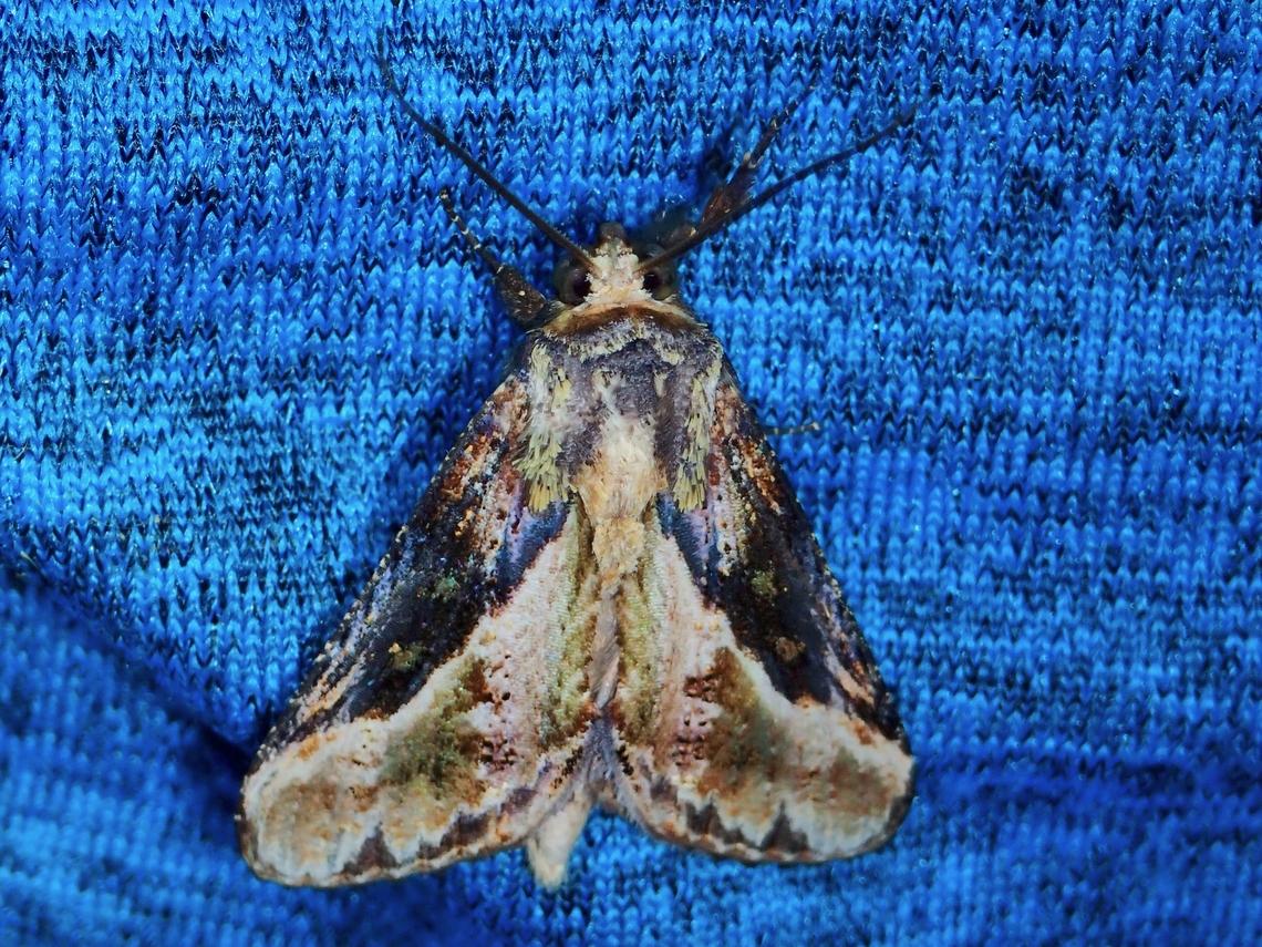 Moth - Batracharta obliqua  Batracharta obliqua,Malaysia,Moth,MothWeek2023,Sabah