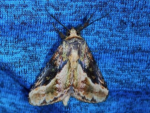 Moth - Batracharta obliqua  Batracharta obliqua,Malaysia,Moth,MothWeek2023,Sabah