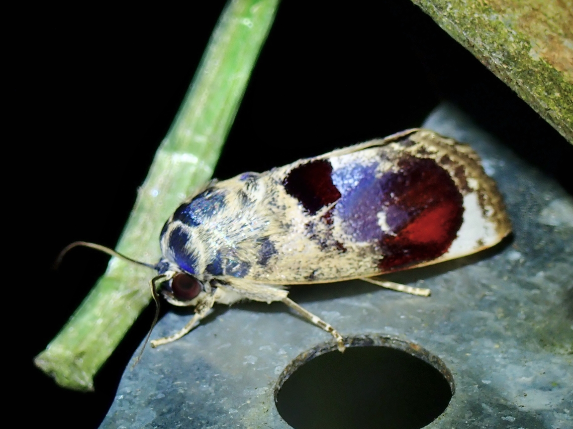 Tufted Moth - Calymera picta  Calymera picta,Malaysia,Moth,MothWeek2023,Sabah,Tufted Moth