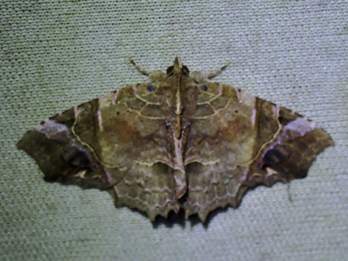 Moth - Tamba diaphora  Malaysia,Moth,MothWeek2023,Sabah,Tamba diaphora