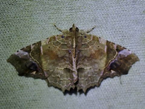 Moth - Tamba diaphora  Malaysia,Moth,MothWeek2023,Sabah,Tamba diaphora