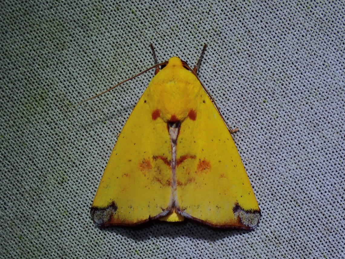 Tufted Moth - Xenochroa xanthia  Malaysia,Moth,MothWeek2023,Sabah,Tufted Moth,Xenochroa xanthia