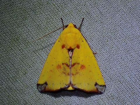 Tufted Moth - Xenochroa xanthia  Malaysia,Moth,MothWeek2023,Sabah,Tufted Moth,Xenochroa xanthia