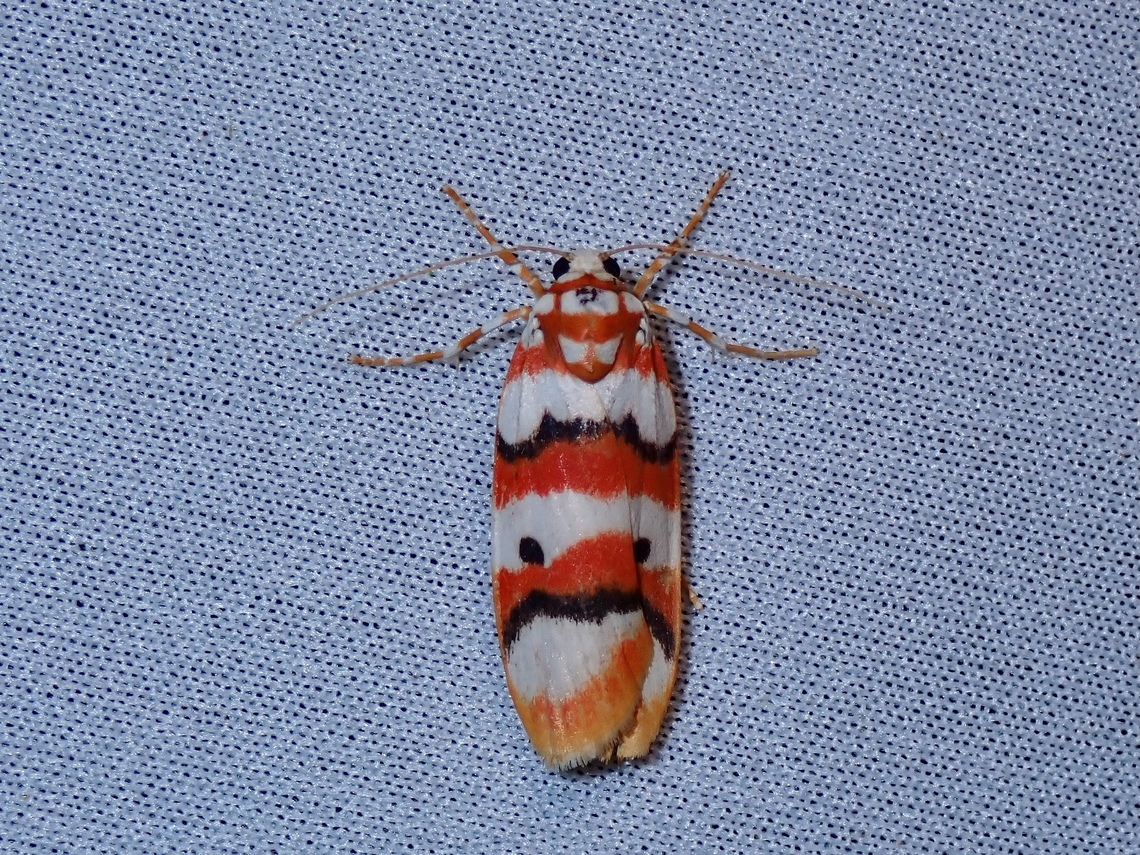 Lichen Moth - Cyana conclusa  Cyana conclusa,Lichen Moth,Malaysia,Moth,MothWeek2023,Sabah