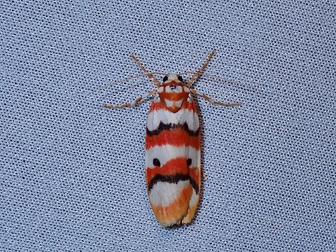 Lichen Moth - Cyana conclusa  Cyana conclusa,Lichen Moth,Malaysia,Moth,MothWeek2023,Sabah
