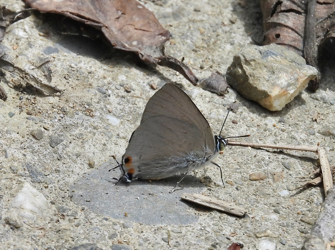 Silver Royal - Ancema blanka            Ancema blanka,Butterfly,Malaysia,Sabah,Silver Royal