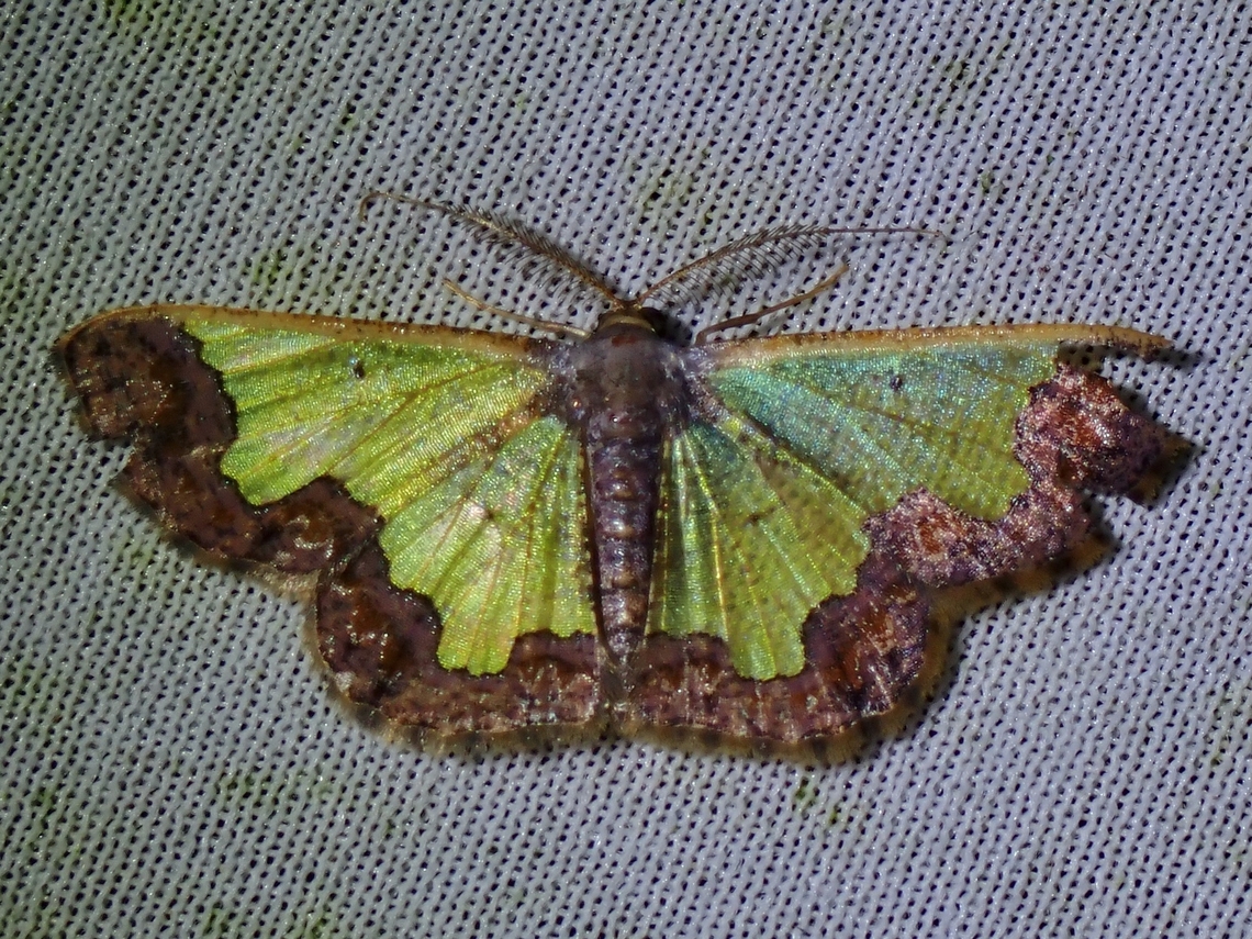 Moth - Zamarada baliata  Malaysia,Moth,MothWeek2023,Sabah,Zamarada baliata