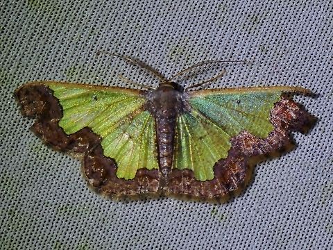 Moth - Zamarada baliata  Malaysia,Moth,MothWeek2023,Sabah,Zamarada baliata
