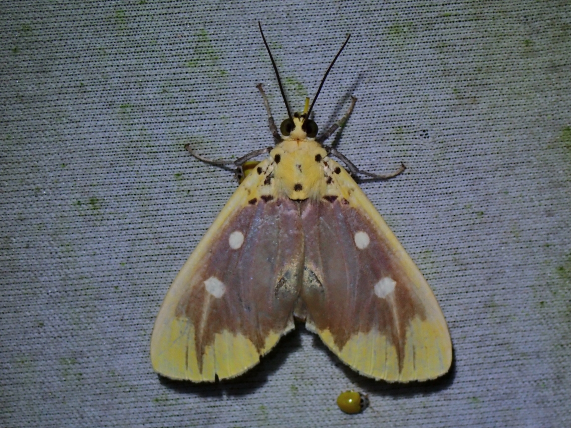 Snouted Tiger Moth - Asota javana  Asota javana,Malaysia,Moth,MothWeek2023,Sabah,Snouted Tiger Moth,Tiger Moth