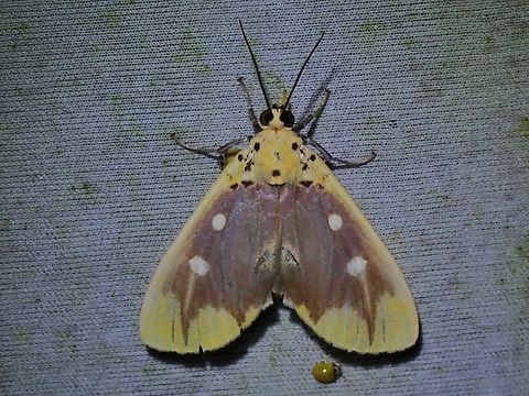 Snouted Tiger Moth - Asota javana  Asota javana,Malaysia,Moth,MothWeek2023,Sabah,Snouted Tiger Moth,Tiger Moth