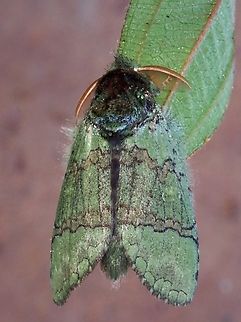 Prominent Moth - Netria multispinae  Malaysia,Moth,MothWeek2023,Netria multispinae,Prominent Moth,Sabah
