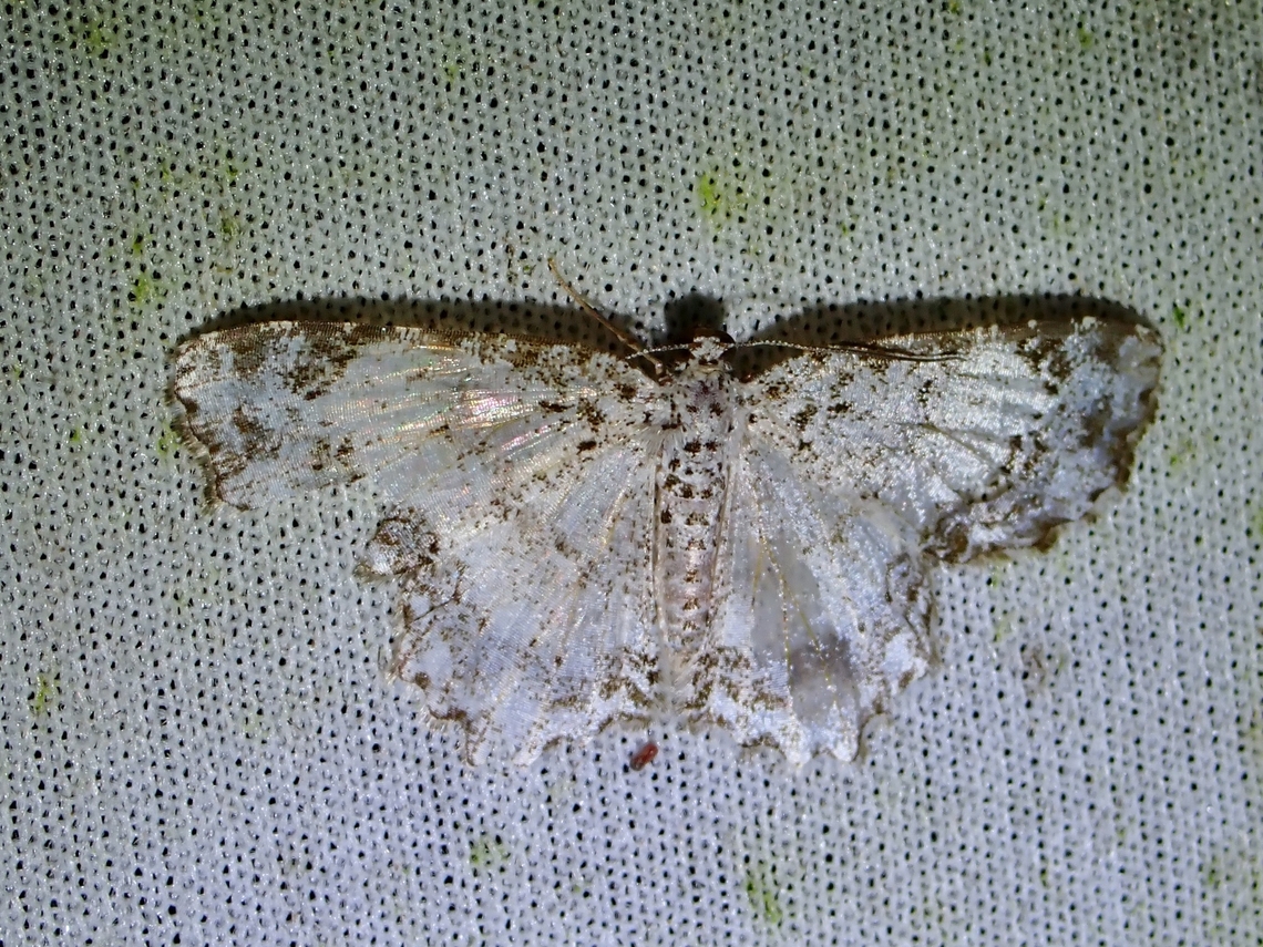 Moth - Iridoplecta ferrifera  Iridoplecta ferrifera,Malaysia,Moth,MothWeek2023,Sabah