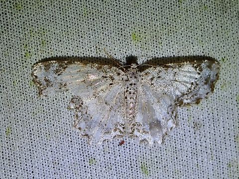 Moth - Iridoplecta ferrifera  Iridoplecta ferrifera,Malaysia,Moth,MothWeek2023,Sabah