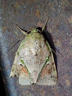 Tufted Moth - Didigua martini  Didigua martini,Malaysia,Moth,MothWeek2023,Sabah,Tufted Moth
