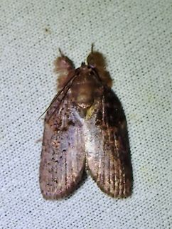 Tufted Moth - Clettharina macrocorema  Clettharina macrocorema,Malaysia,Moth,MothWeek2023,Sabah,Tufted Moth