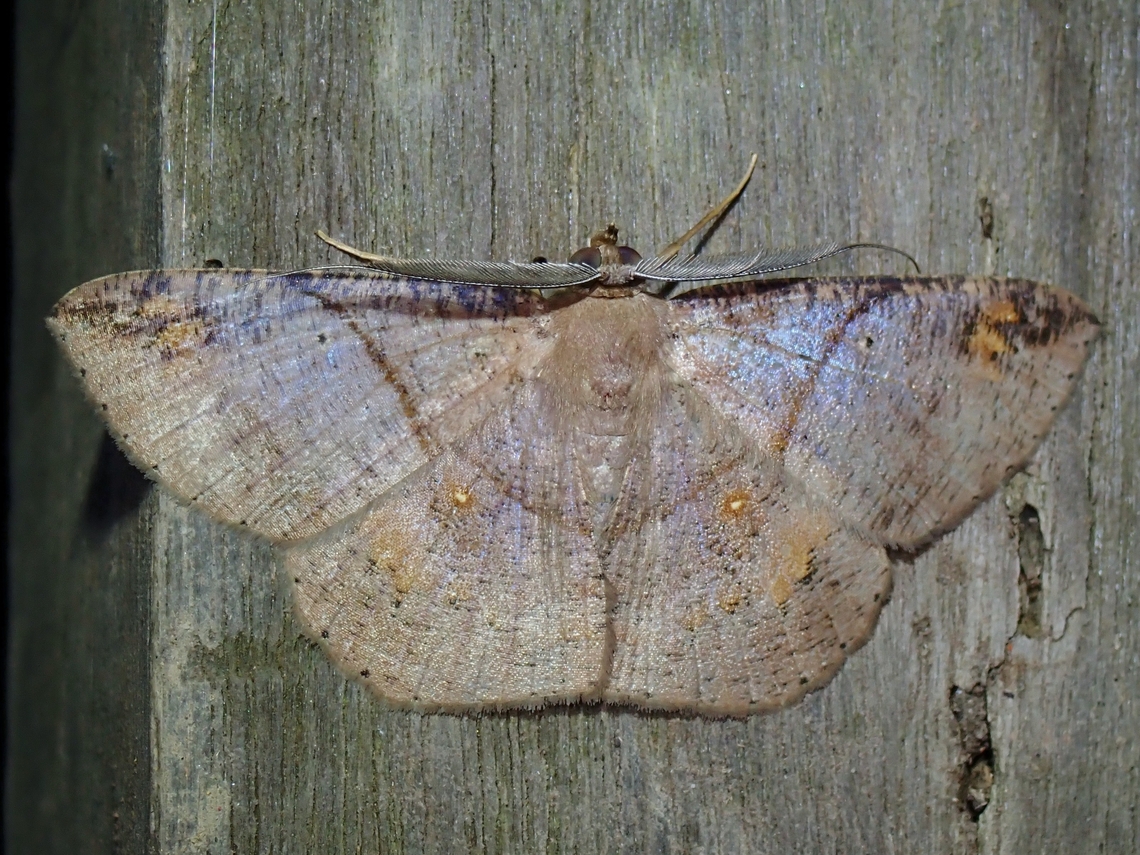Moth - Petelia medardaria  Malaysia,Moth,MothWeek2023,Petelia medardaria,Sabah